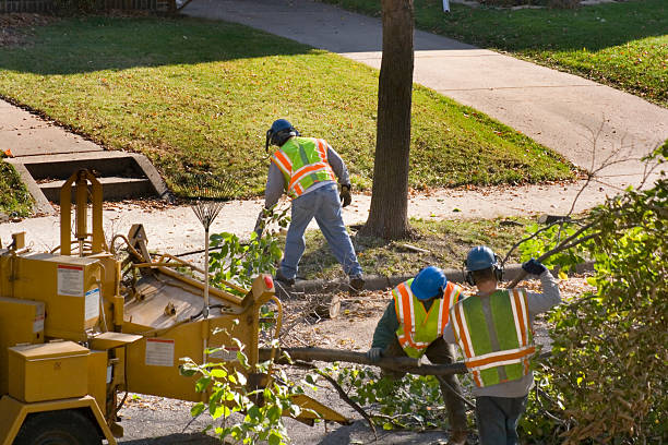 Professional Tree Care Services in Canadian, TX